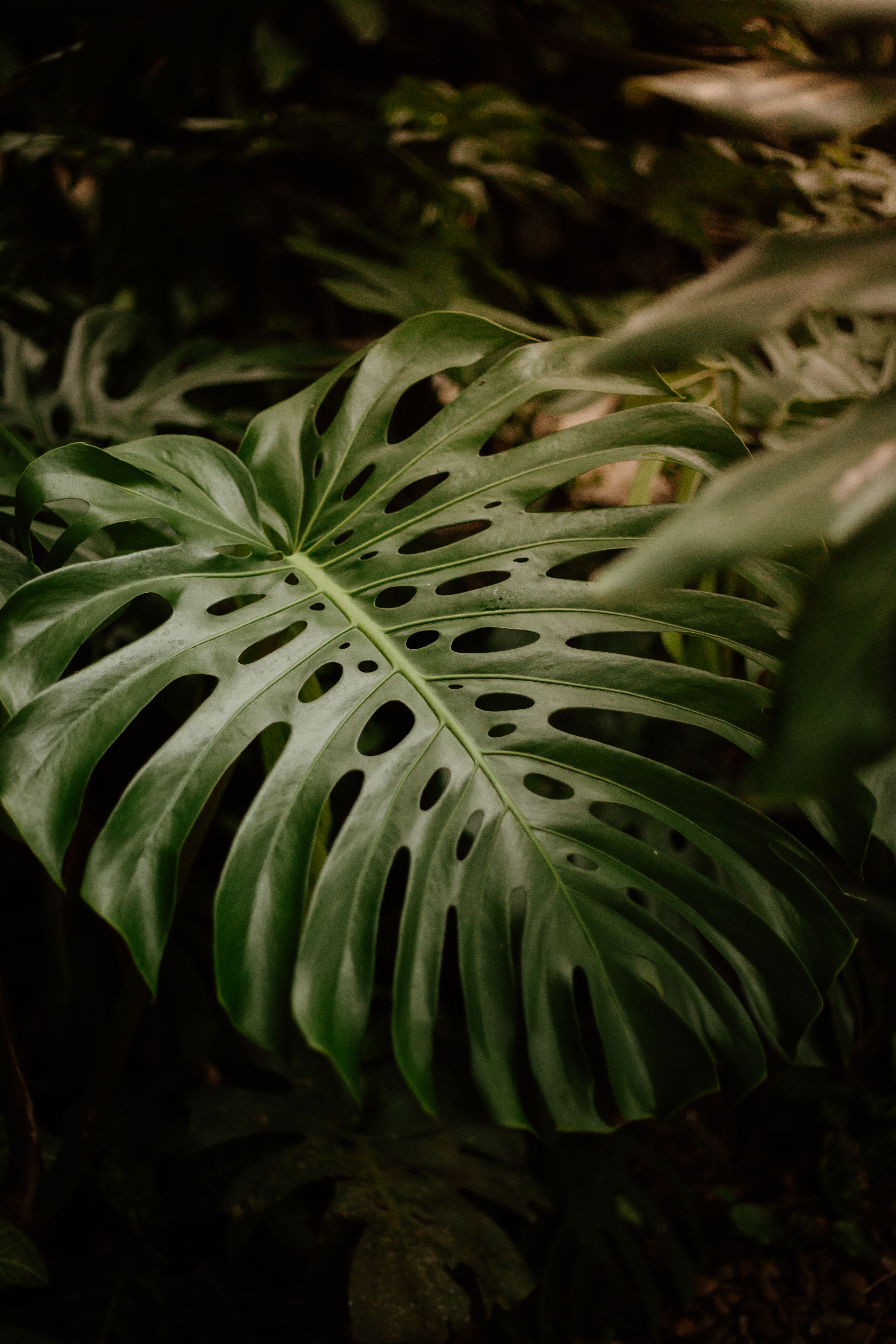 Vibrant green Monstera Deliciosa leaf in natural tropical environment.. vibrant, green, monstera