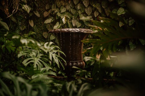 Darmowe zdjęcie z galerii z fontanna, liście, monstera