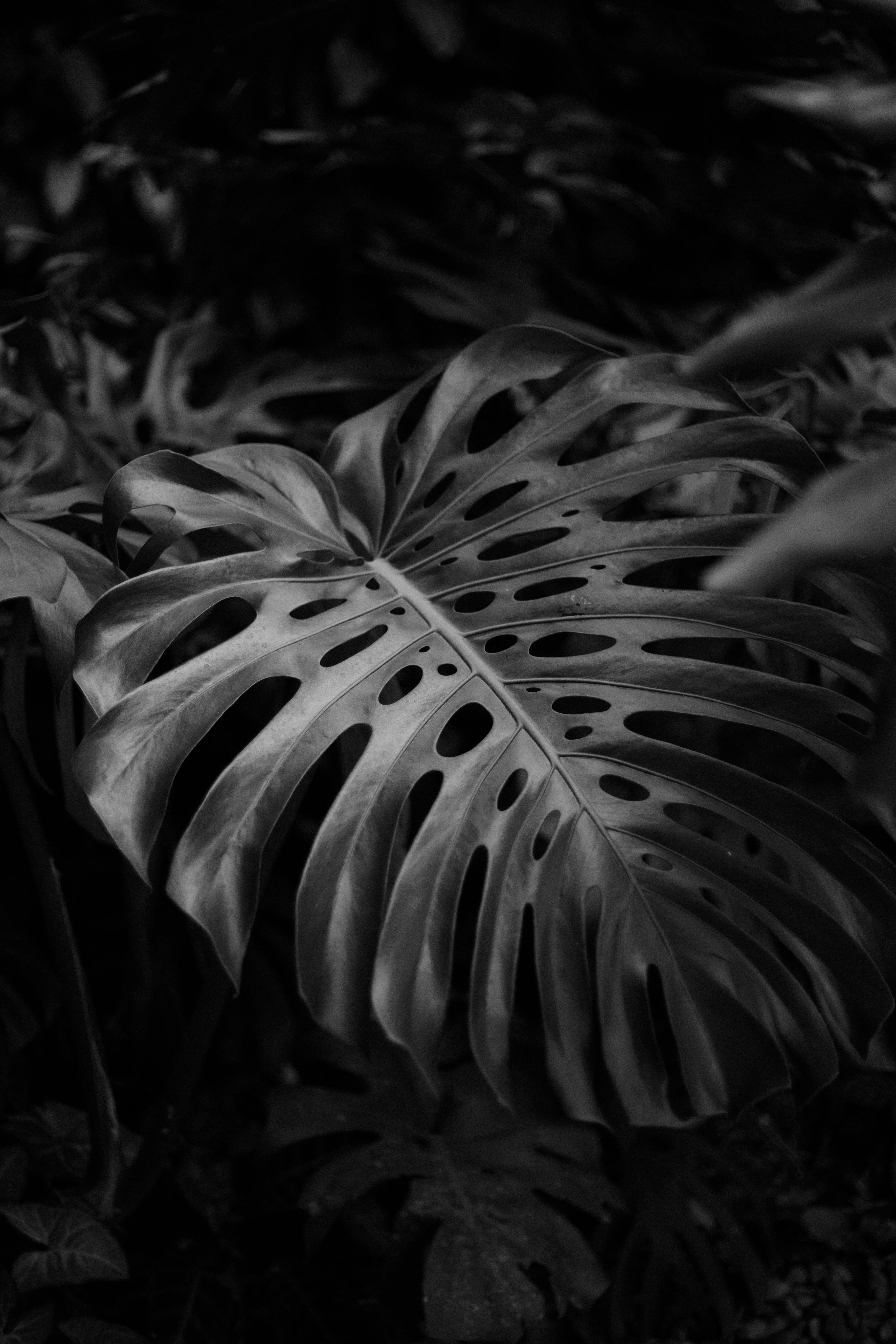 A dramatic black and white photo of a Monstera leaf with intricate patterns.
