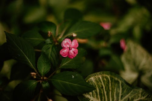Pink Flower among Leaves