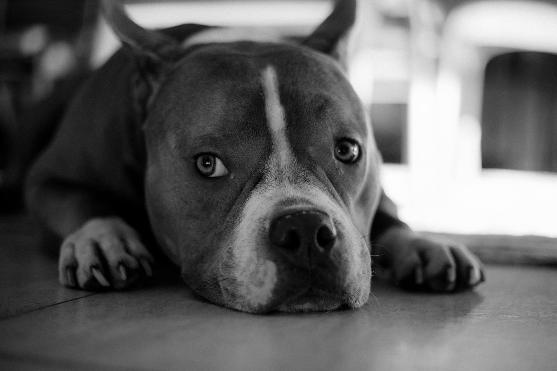 Un pitbull couché en noir et blanc