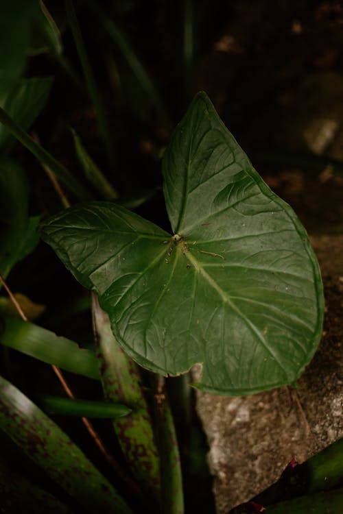 A large leaf is sitting on the ground