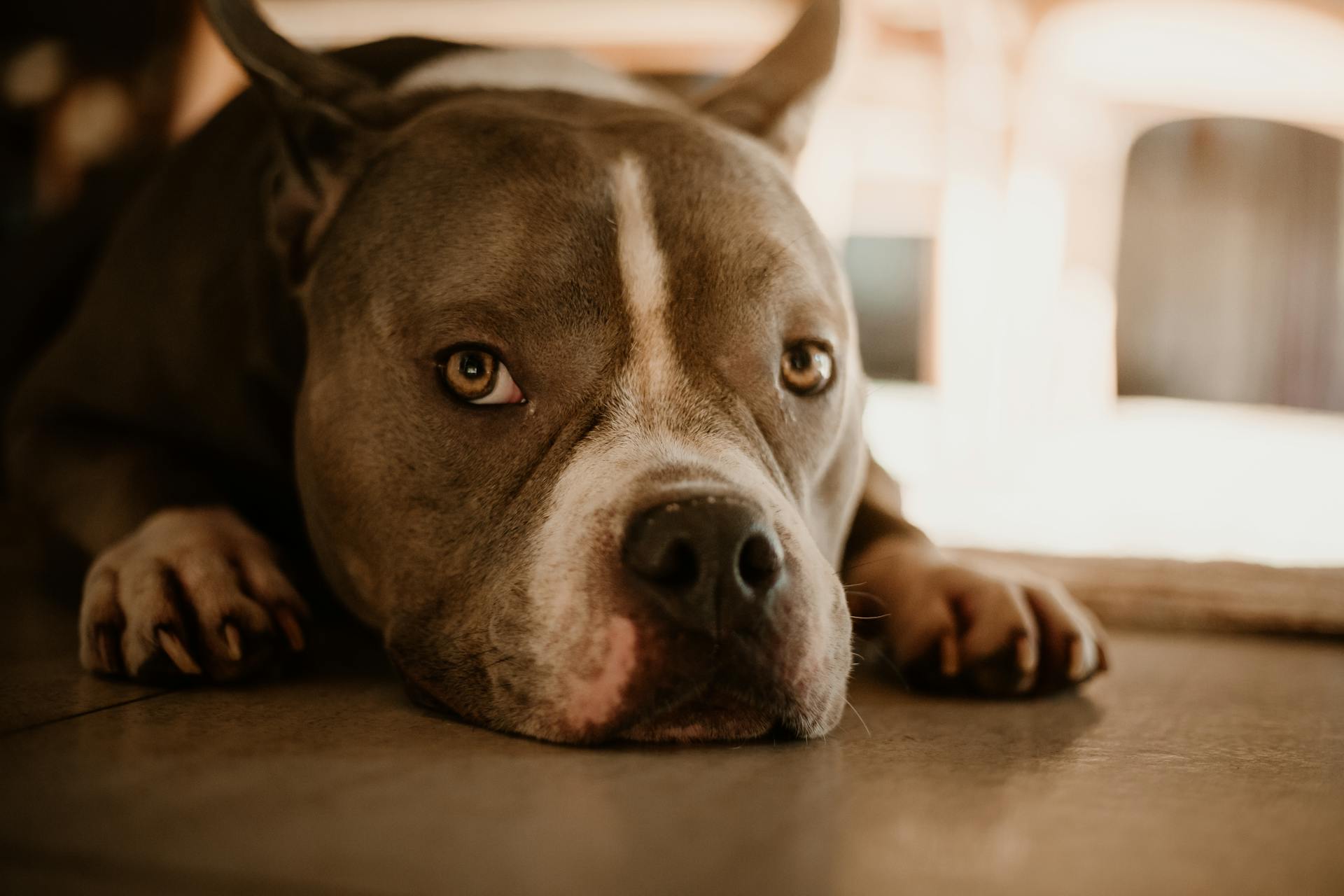 Un pitbull allongé sur le sol