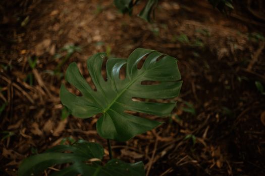 Close-up of a monstera leaf in a forest floor setting, showcasing natural beauty.. close, monstera, leaf