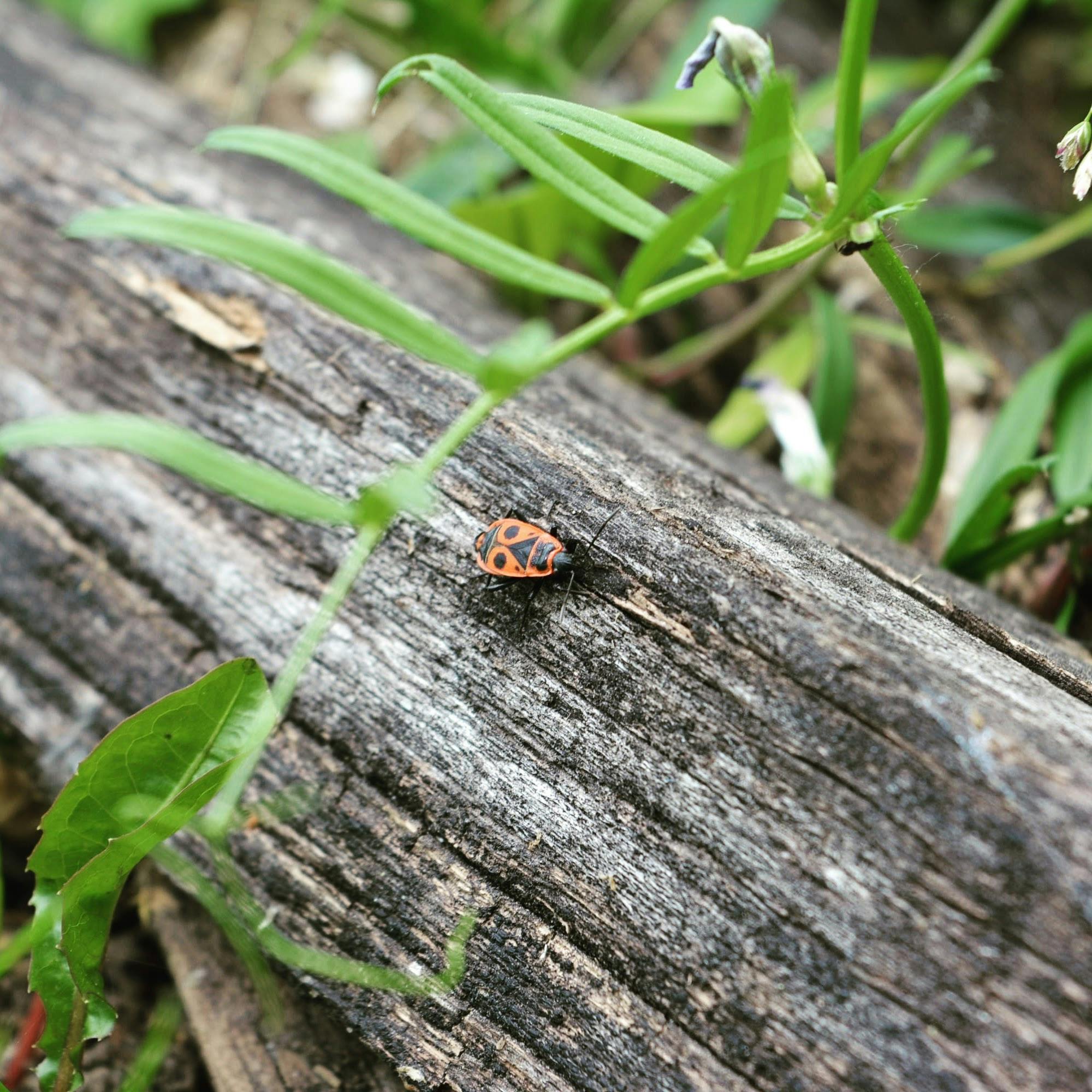 Free stock photo of bug, garden, insect