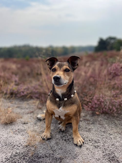 Darmowe zdjęcie z galerii z fotografia psów, jackrussel