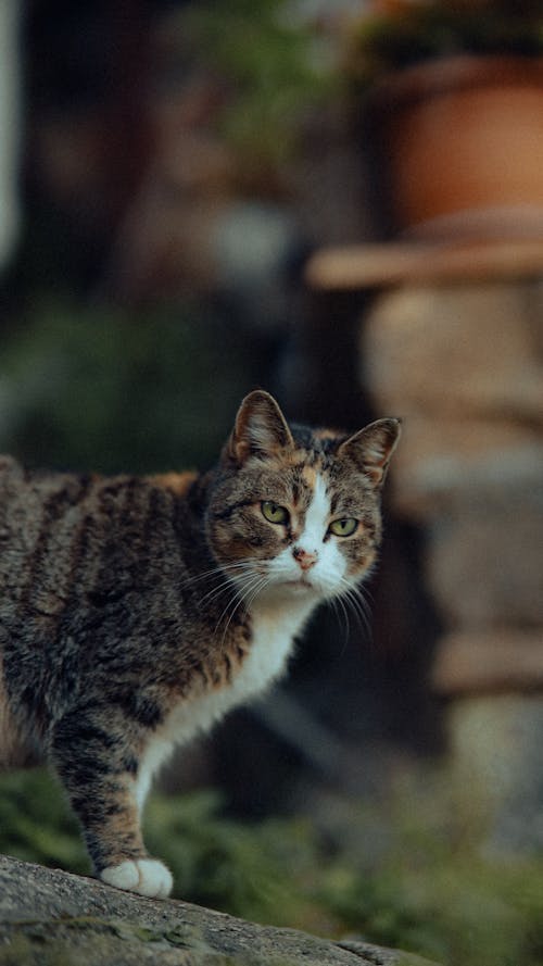 Darmowe zdjęcie z galerii z fotografia zwierzęcia, kot, pionowy strzał