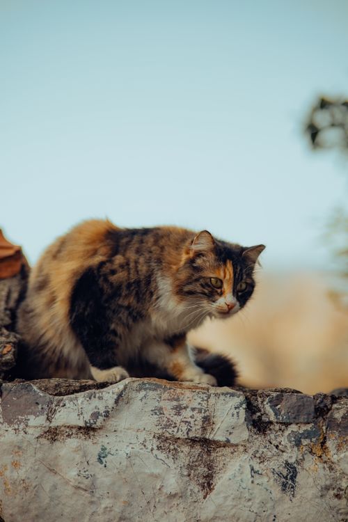 Free A stunning tabby cat perched on an old wall with a blurred natural background. Stock Photo