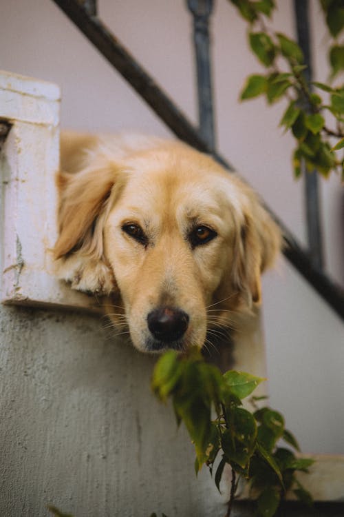 A golden retriever is looking out of a window