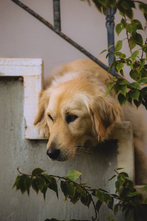 A golden retriever is leaning on the steps of a building