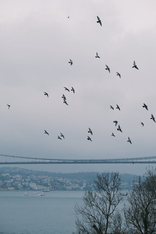A flock of birds flying over a bridge