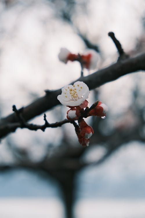 꽃, 봄, 사과나무의 무료 스톡 사진