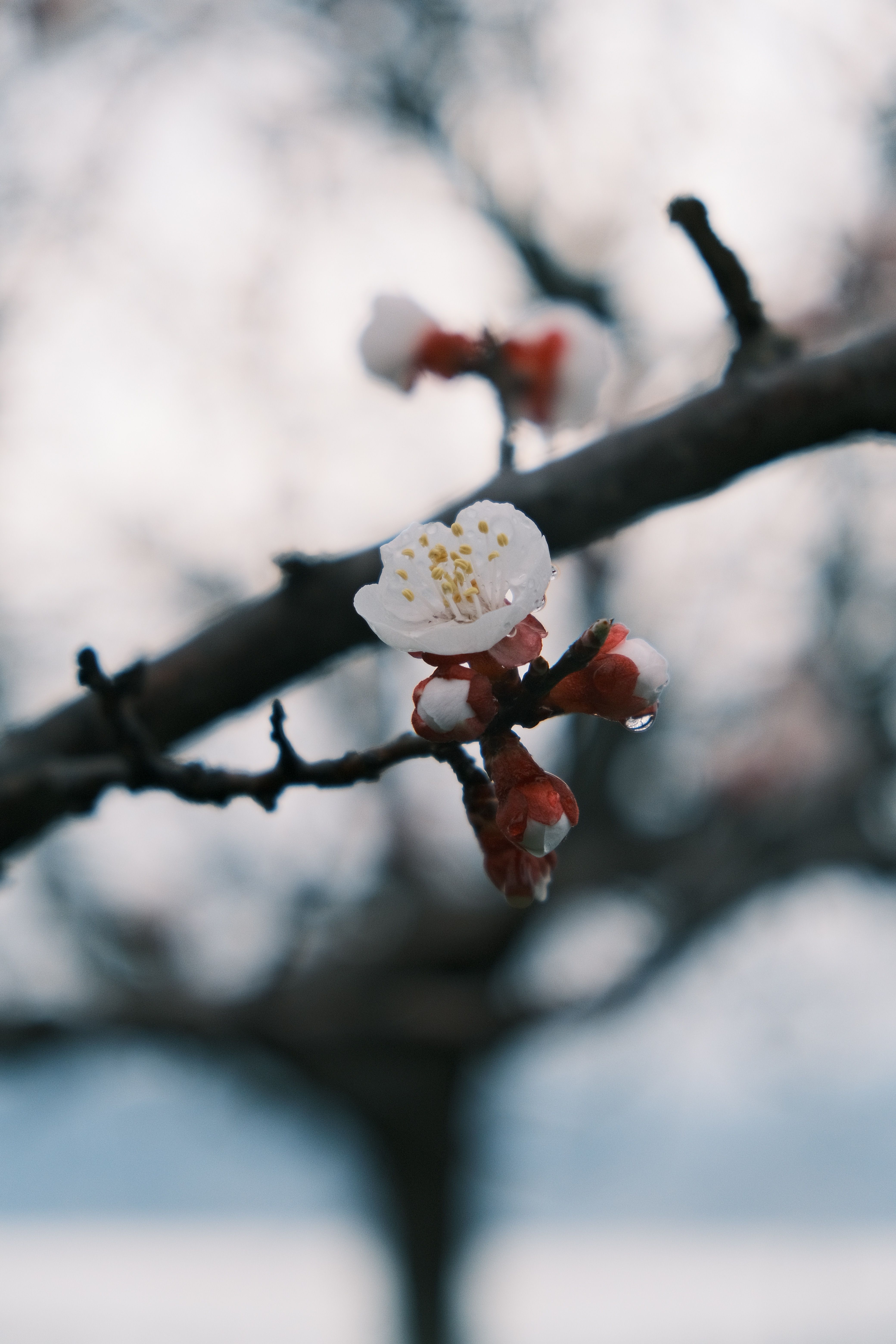 A close up of a cherry blossom tree · Free Stock Photo