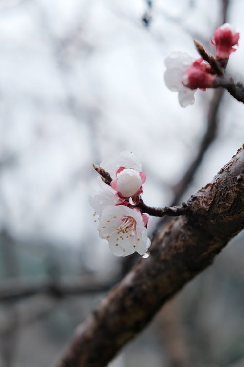 A close up of a cherry blossom tree