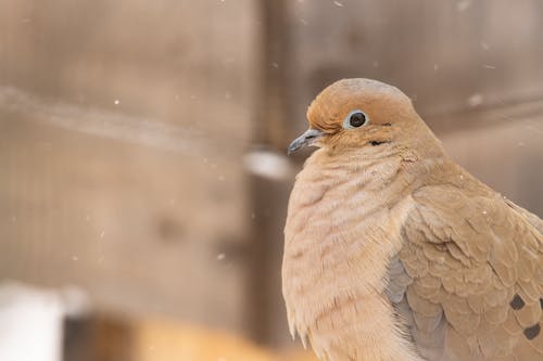 Portrait of Brown Pigeon 