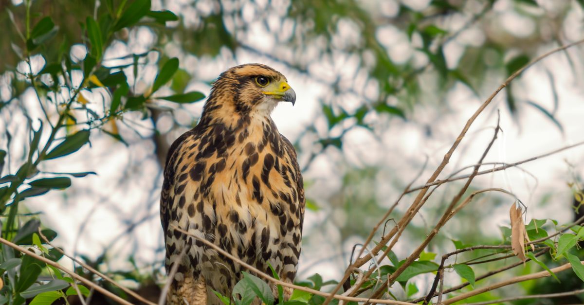 Haw Photo Hawk in Nature · Free Stock Photo