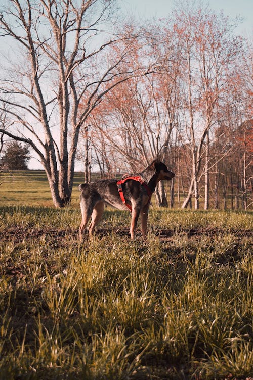 A dog wearing a red harness in a field