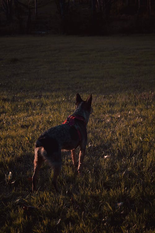 Foto profissional grátis de alvorecer, animal, cachorro