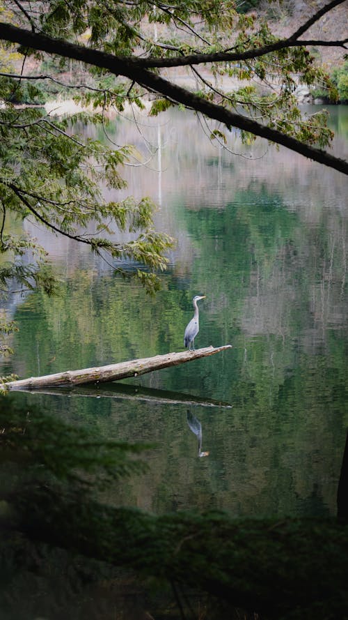 reflecting lifestyle (heron hunting under water)