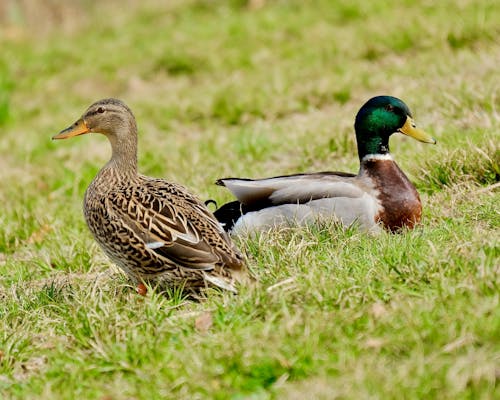 Gratis stockfoto met aarde, dierenfotografie, eenden