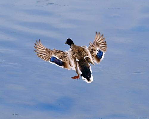 Free A mallard duck gracefully descends toward tranquil water with wings spread wide. Stock Photo