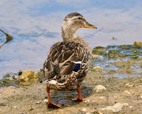 Mallard Duck