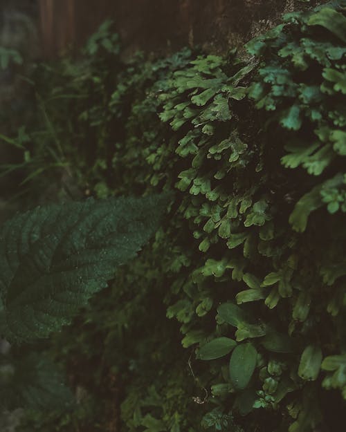 Darmowe zdjęcie z galerii z las, liście, natura