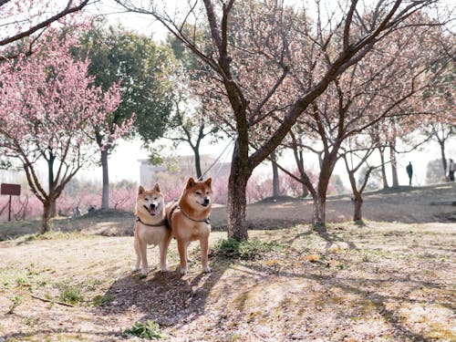 Foto stok gratis shiba, shiba inu