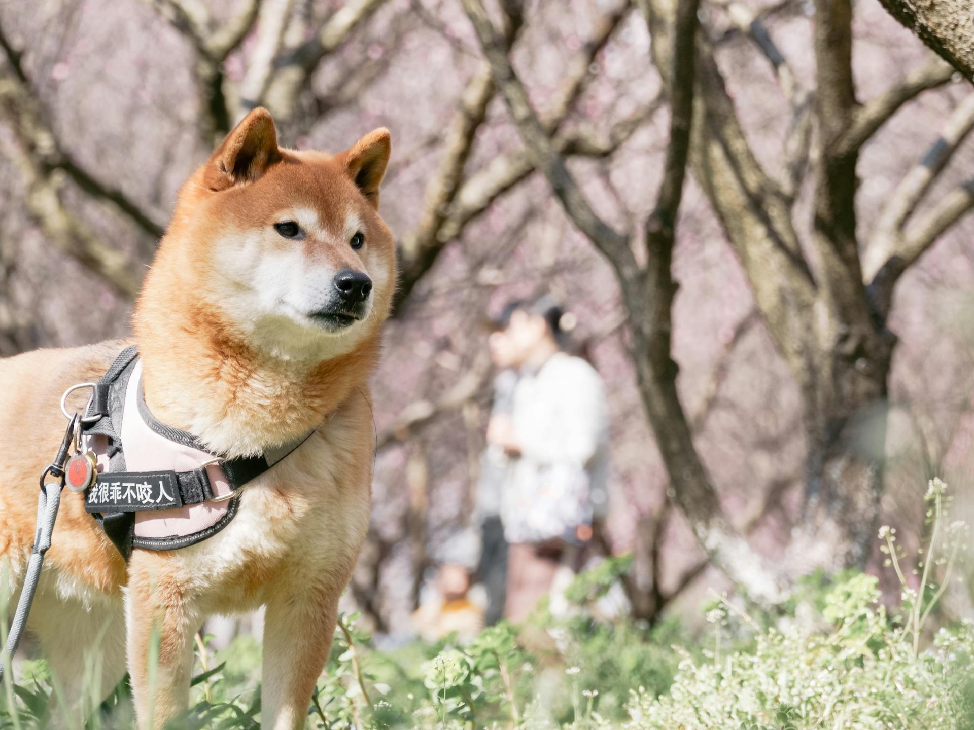 Shiba Inu Dog at Park