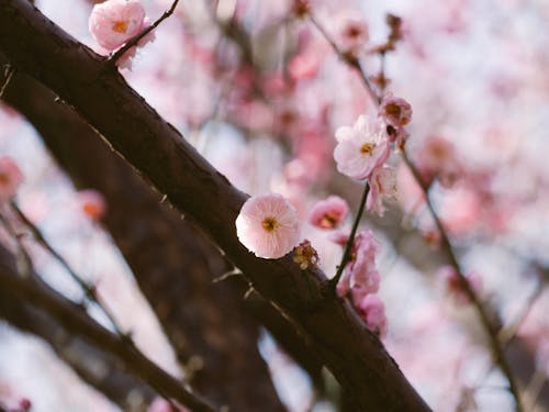 Foto stok gratis bunga, bunga plum, musim semi
