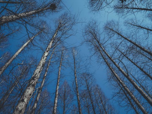 Barren Trees against Blue Sky