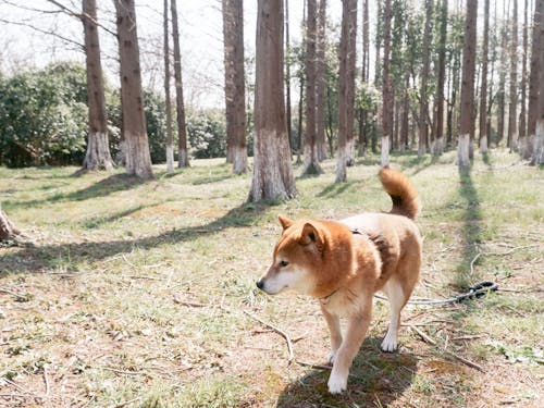 A dog walking through the woods in front of trees