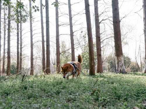 A dog is running through the woods with a stick