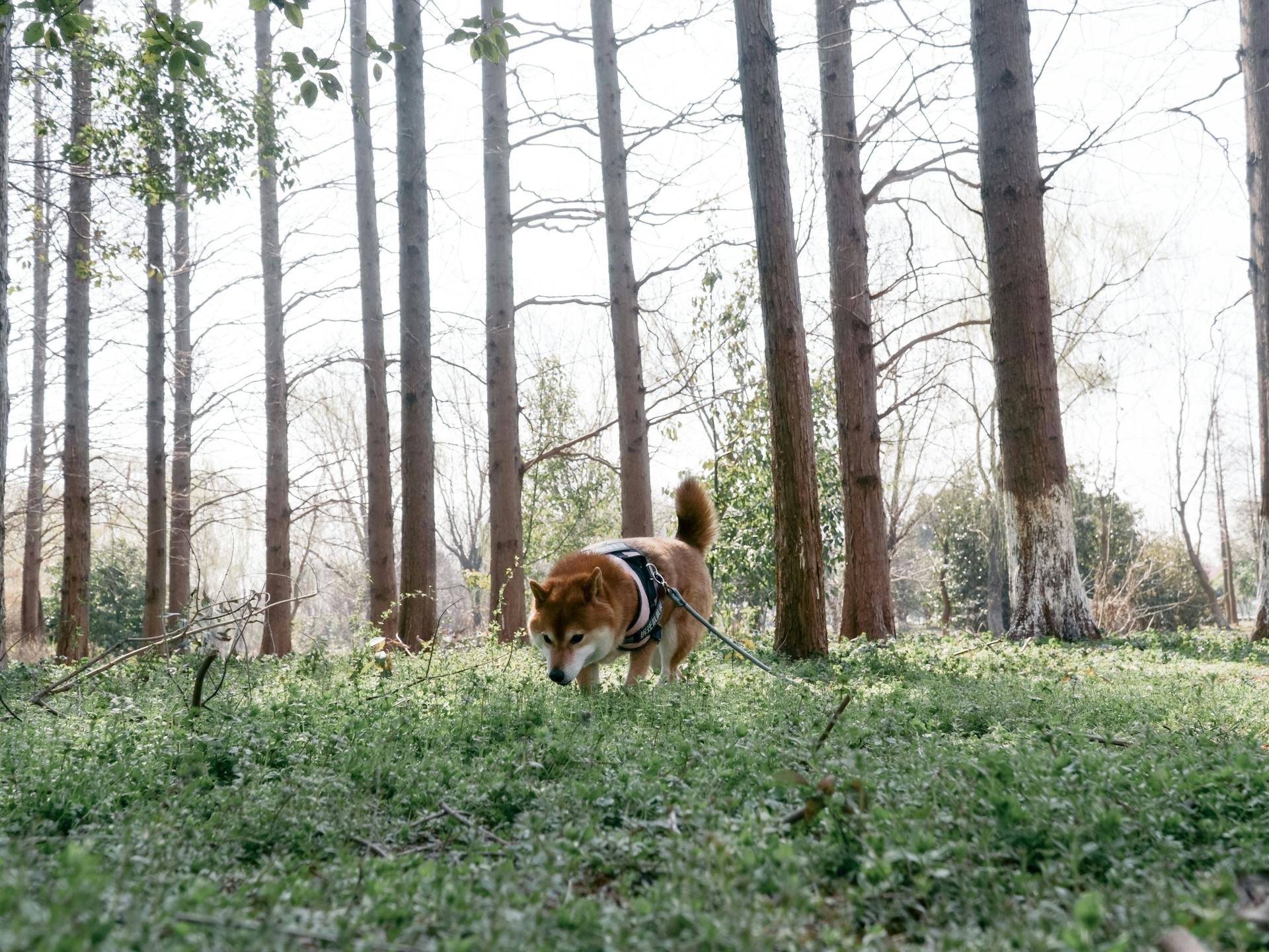 Shiba Inu Dog in Park