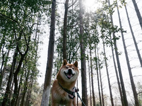 Gratis lagerfoto af shiba, shiba inu