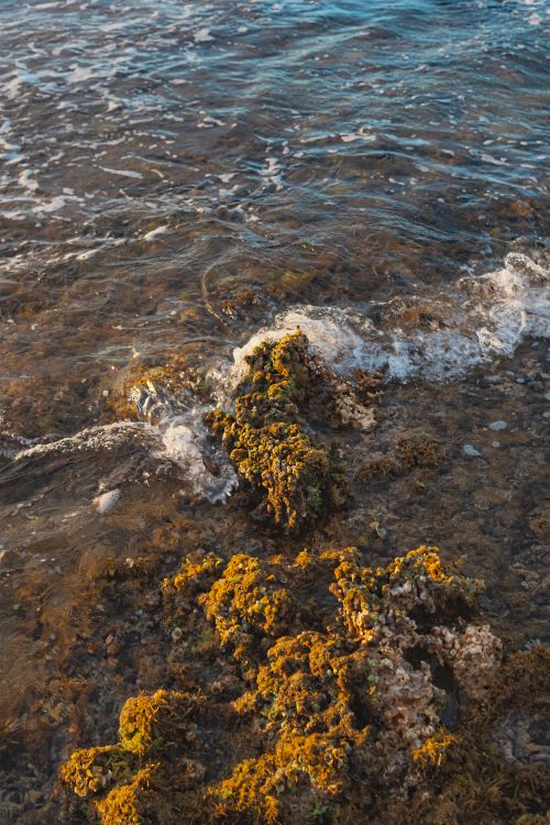 Free Gentle waves washing over moss-covered rocks on a serene beach during the day. Stock Photo