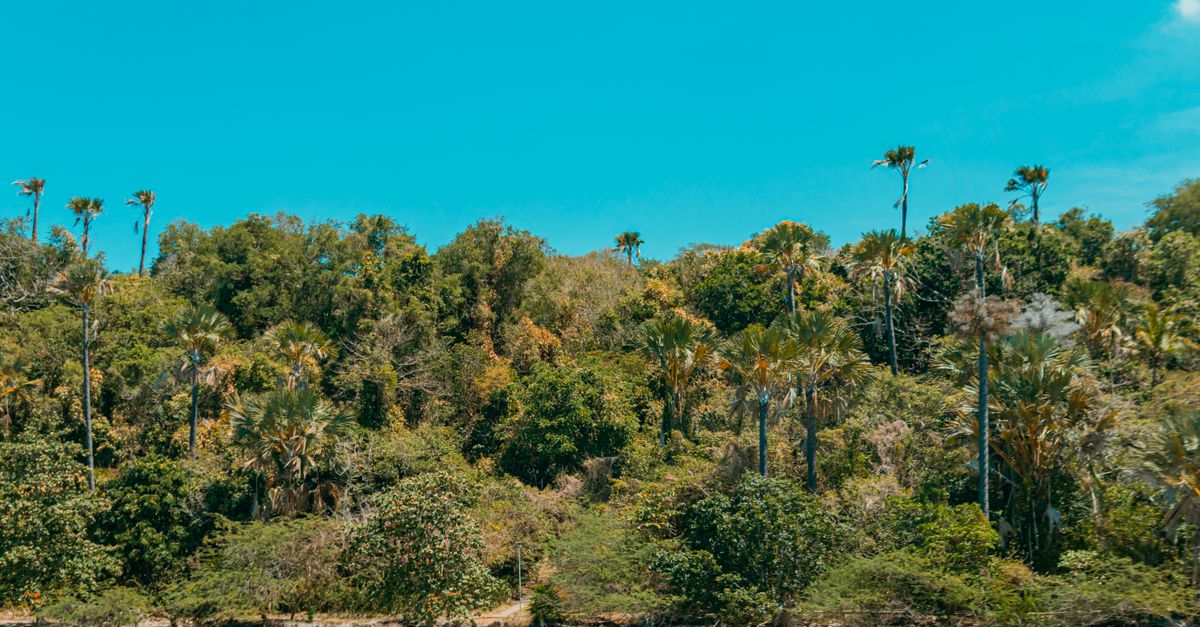 Saba tropical coastline — Caribbean island travel guide