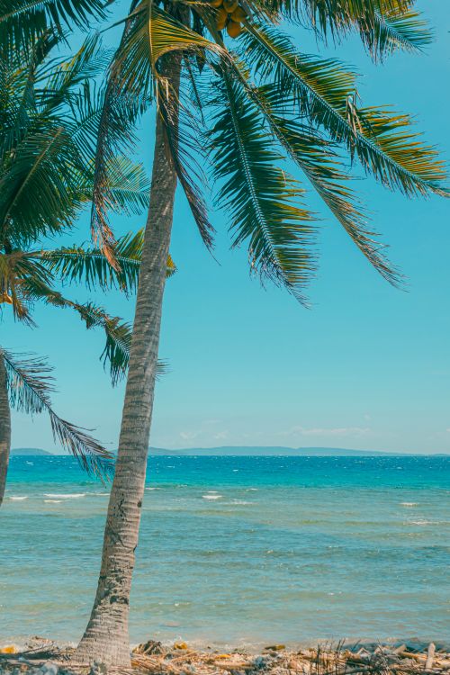 Free Serene tropical beach scene with palm trees swaying by the blue ocean under a clear sky. Stock Photo