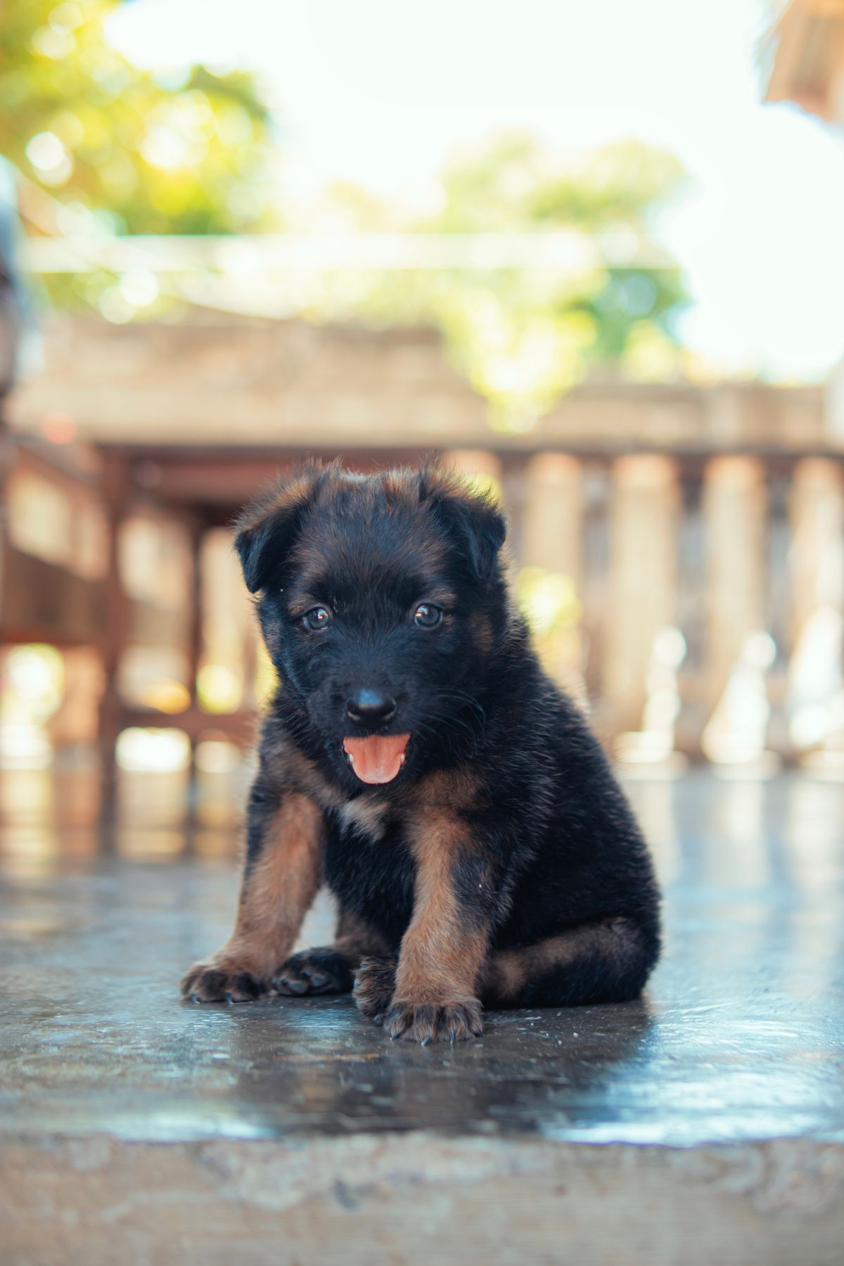 Blitz, chiot mâle Berger Allemand