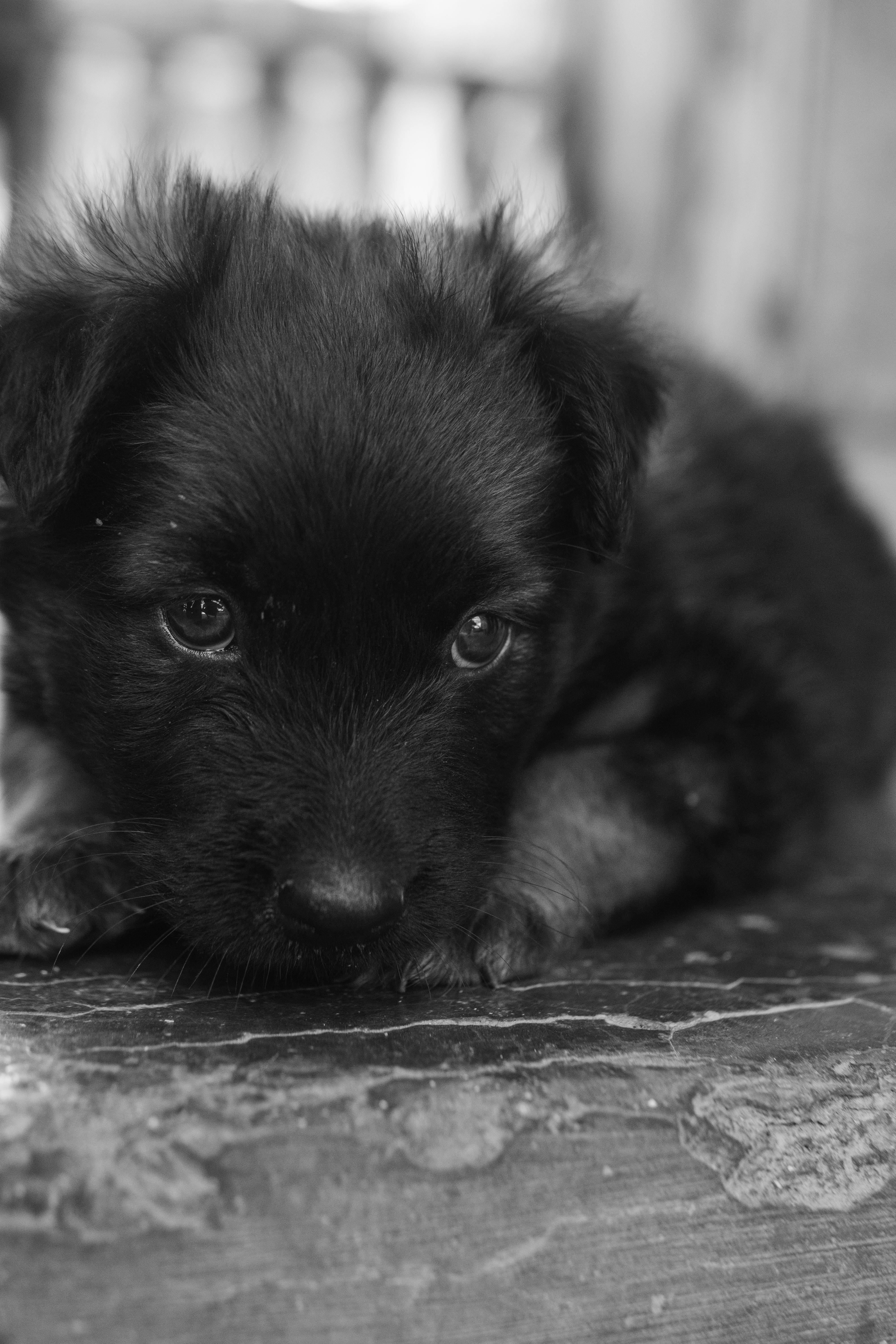 White shepherd png, cute dog | Free PNG - rawpixel, image size:4000x6000