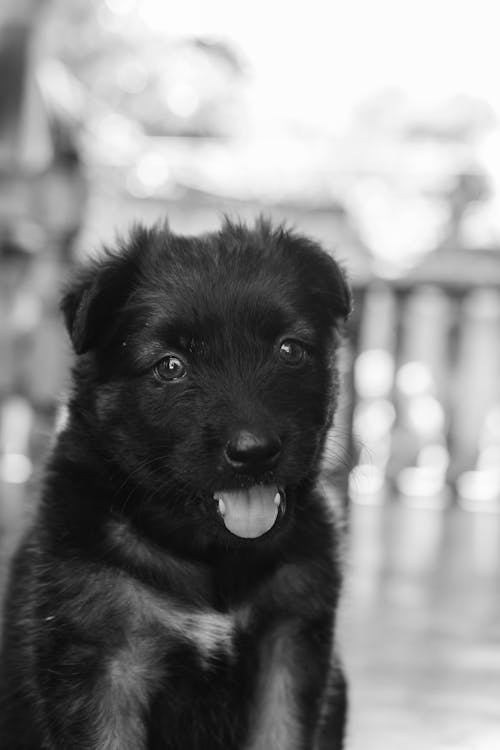 Foto profissional grátis de cachorro, filhotinho, fotografia animal