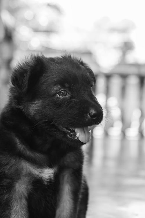 A black and white photo of a puppy