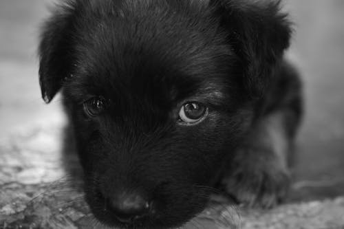 A black and white photo of a puppy