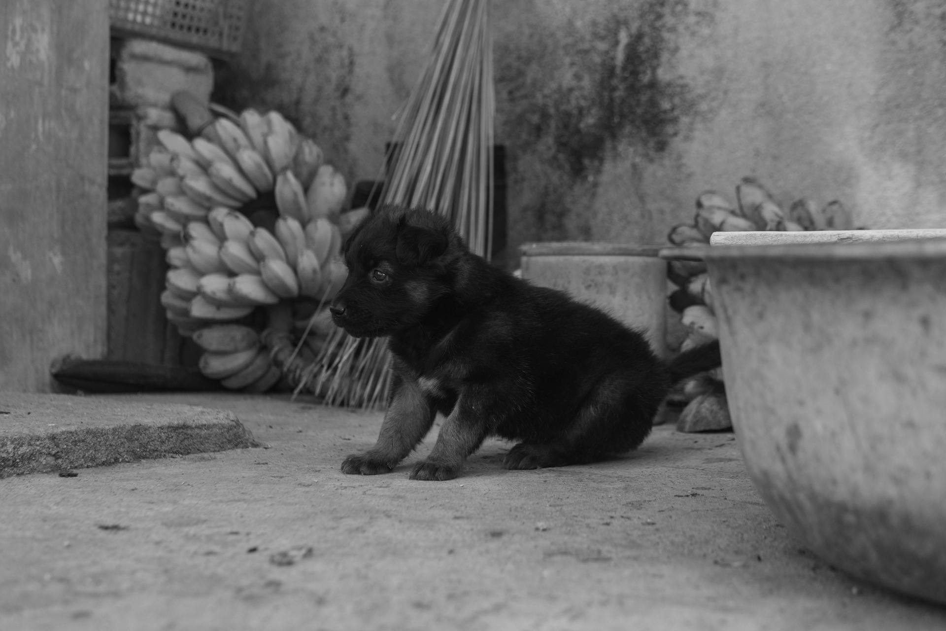 Puppy of German Shepherd in Black and White