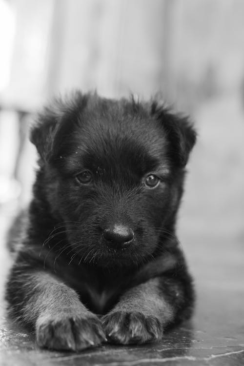 A black and white photo of a puppy laying down
