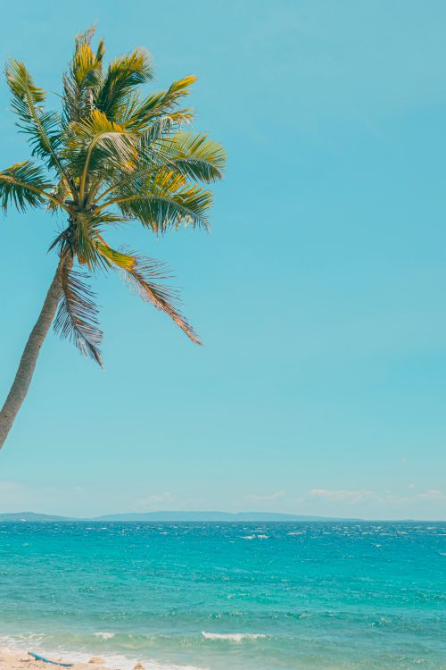 Free A serene view of a lone palm tree against a turquoise sea under a clear blue sky. Stock Photo