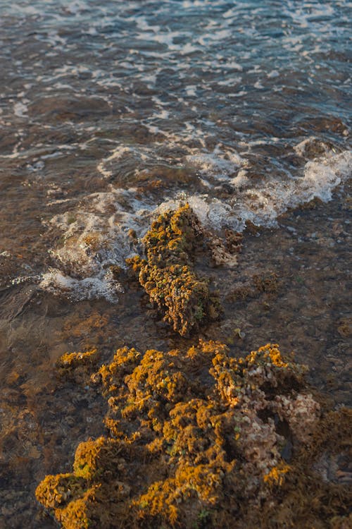 Foto profissional grátis de água, mar, natureza