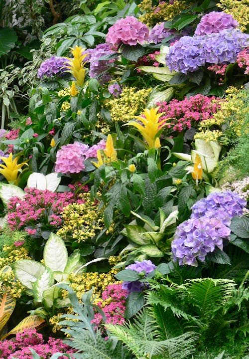 bitki örtüsü, bitkiler, Botanik Bahçesi içeren Ücretsiz stok fotoğraf