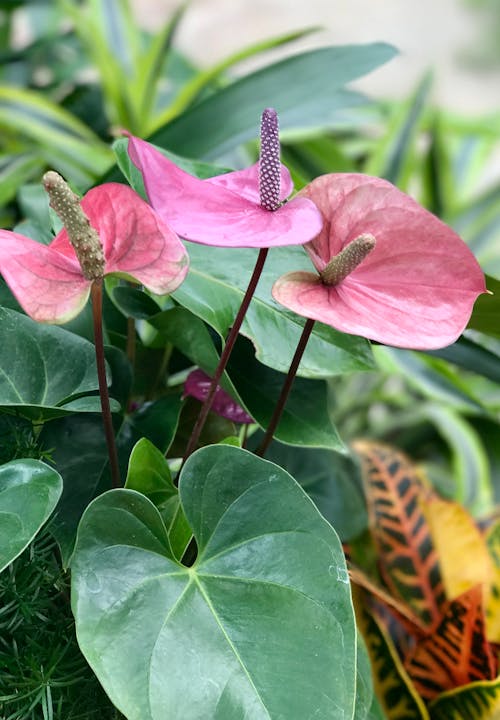 Ingyenes stockfotó anthurium andraeanum, függőleges lövés, gyár témában