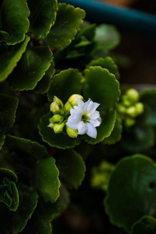 Darmowe zdjęcie z galerii z biały, kwiat, liście
